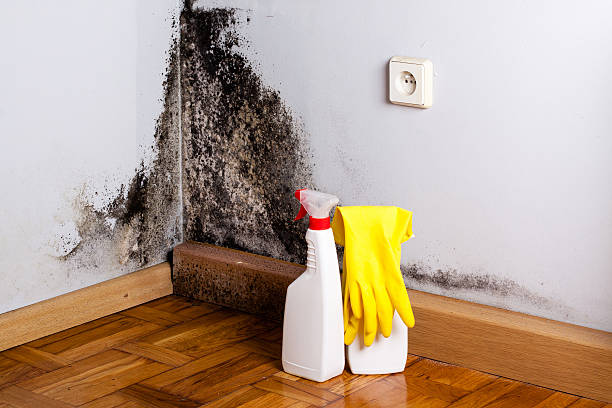 Best Mold Remediation  in Cabot, AR
