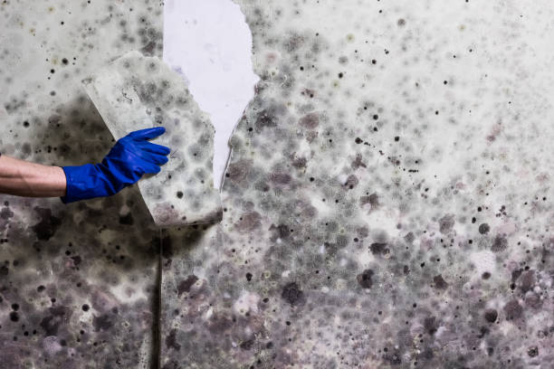 Best Mold Cleaning Services  in Cabot, AR