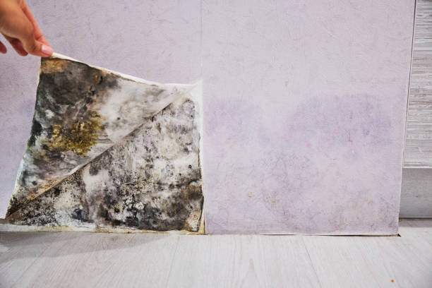 Best Residential Mold Removal  in Cabot, AR
